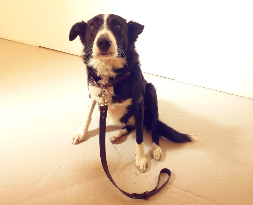 Dog Collar and Lead Set