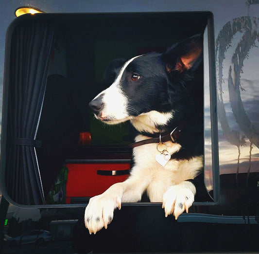 Dogs, Holidays, and Back to Work
